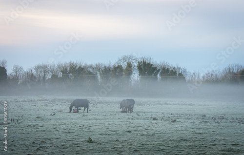 Horses Grazing in Foggy and Frosted Meadow