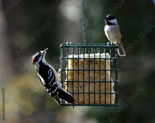фотографія Woodpecker and Chickadee sharing the suet
