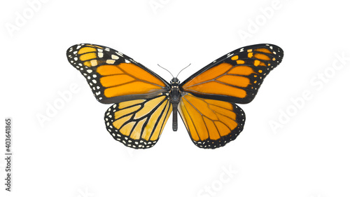 Fotografia Macro shot of big monarch butterfly