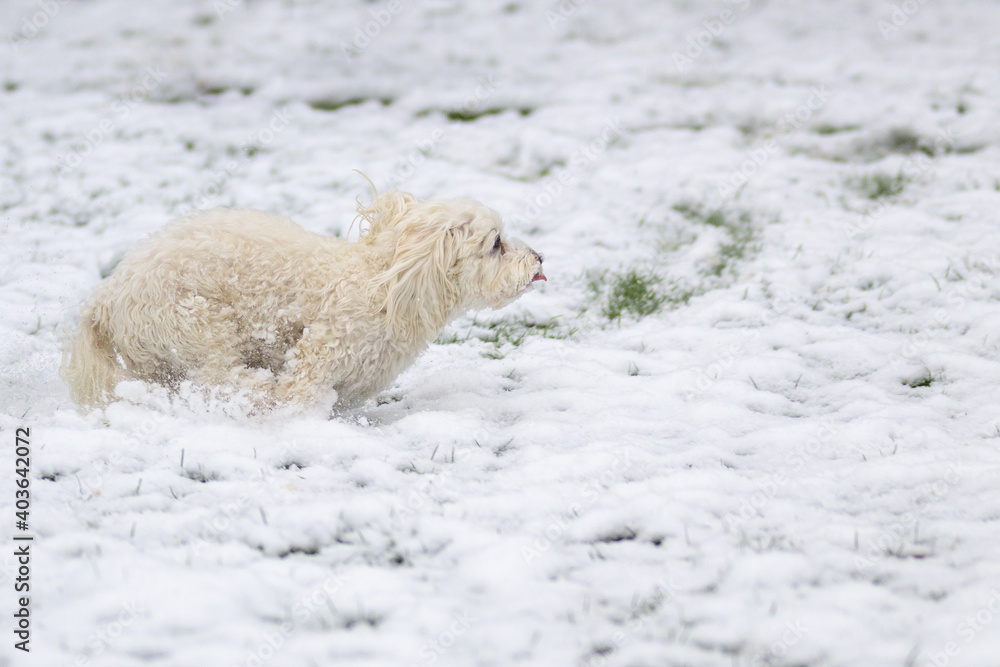 Obraz premium Little white Maltese Havanese mix dog frolicking