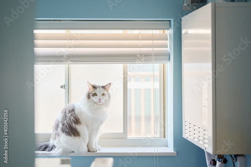 家の洗面所の窓際の隣に座っている白猫