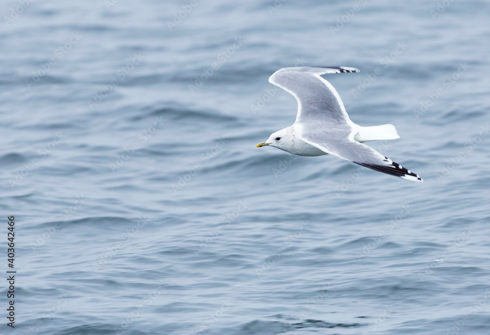 Obraz premium Common Gull, Larus canus canus