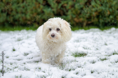 Thoughtful little dog standing in winter snow © michaelheim
