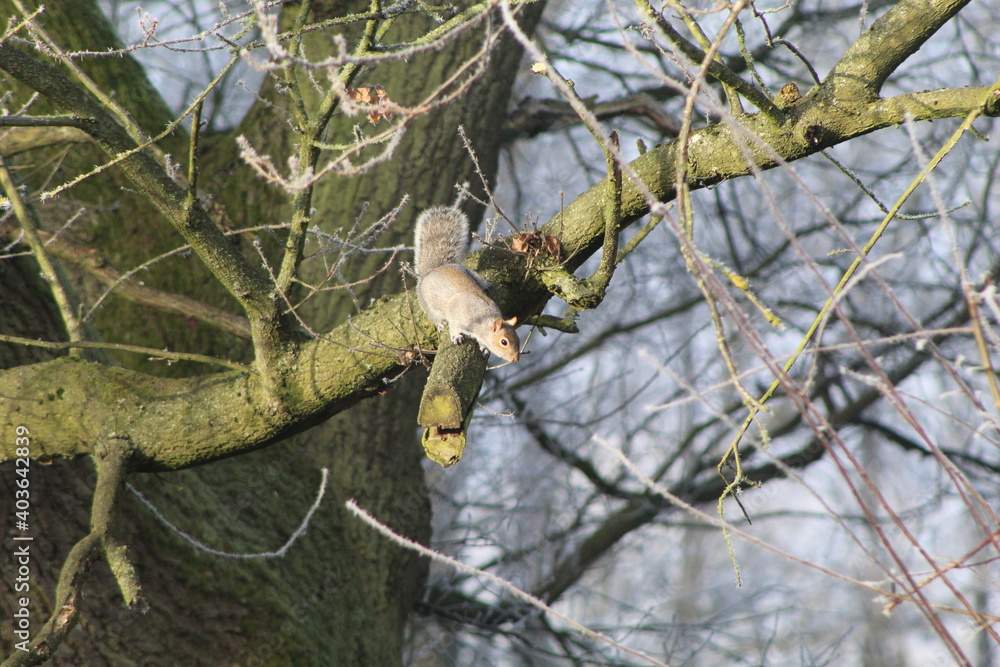 squirrel on tree squirrel on tree