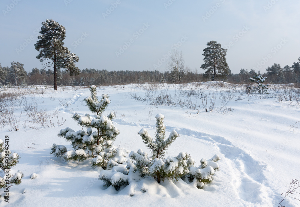 pines in winter pines in winter