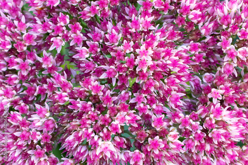 Many small purple-pink flowers form a background, texture, pattern.