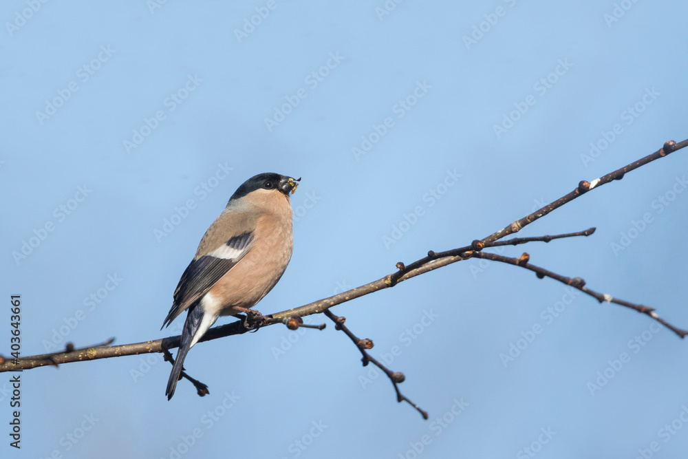 Eurasian Bullfinch, Pyrrhula pyrrhula europoea Eurasian Bullfinch, Pyrrhula pyrrhula europoea