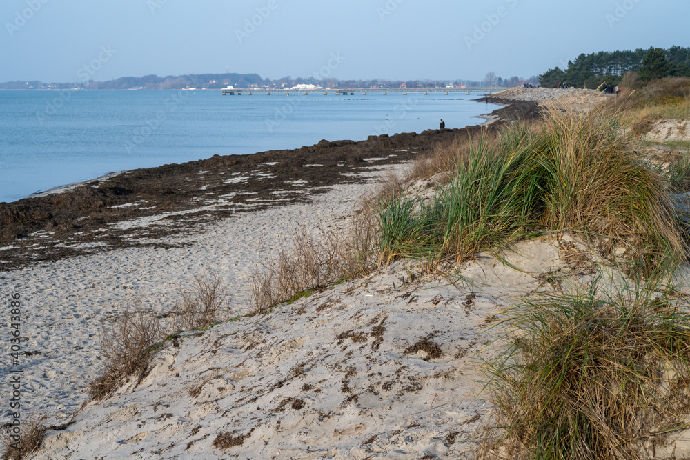 Dry grass and seaweed on a sandy beach. Picture from Lomma, southern Sweden
