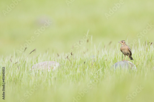 Oriental Skylark, Alauda gulgula ssp. inconspicua © AGAMI