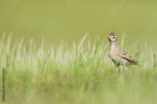 Oriental Skylark, Alauda gulgula ssp. inconspicua photo