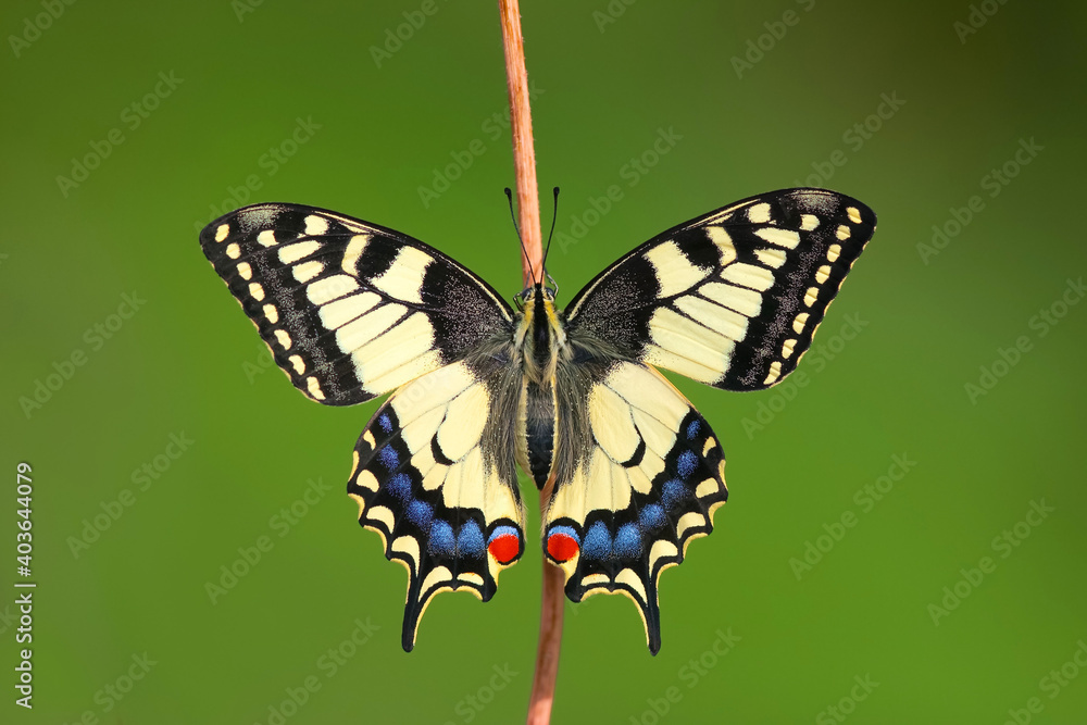 Old World Swallowtail, Papilio machaon Old World Swallowtail, Papilio machaon
