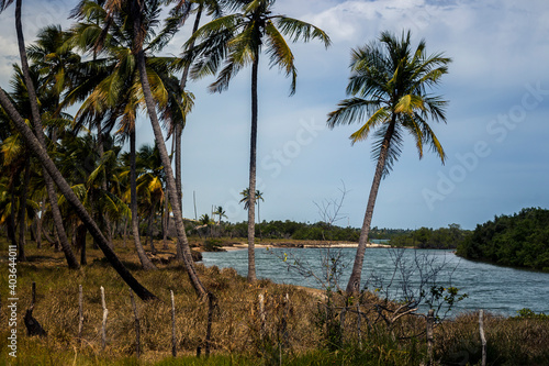 beach with trees and sea
