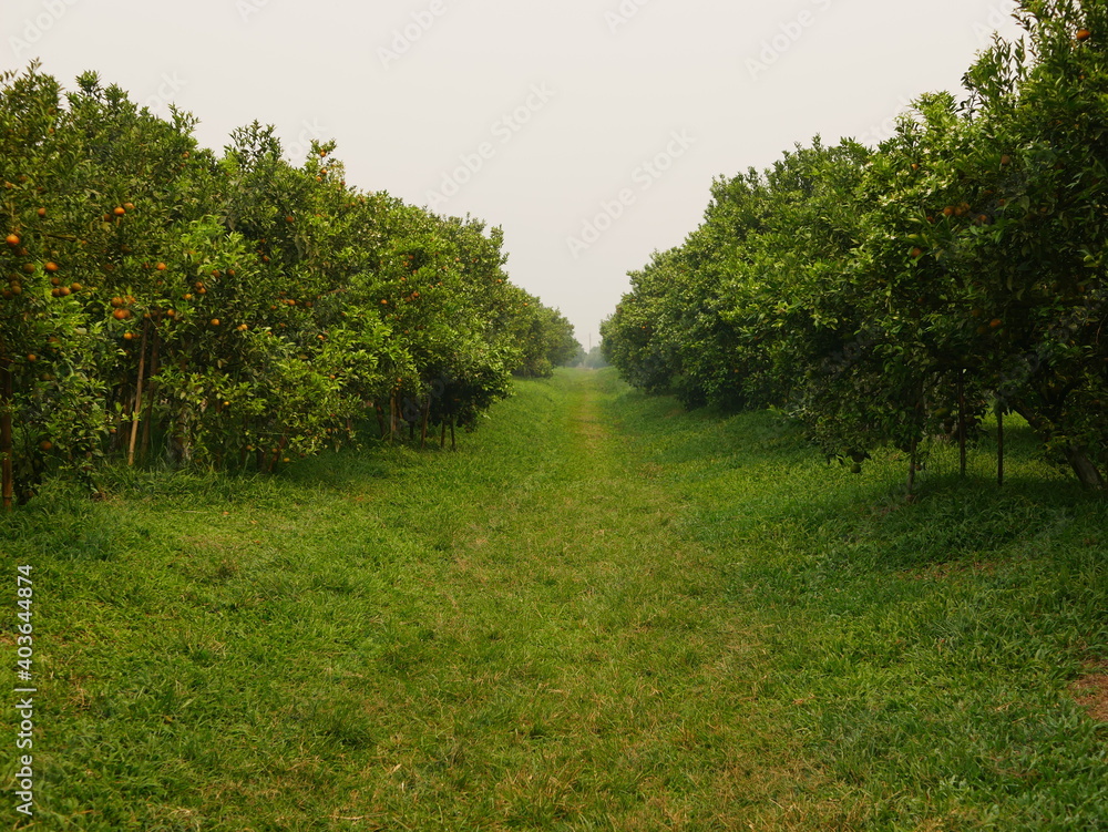 Walking path in an orange orchard with ripe fruits and green leaves on the trees by the sides Walking path in an orange orchard with ripe fruits and green leaves on the trees by the sides