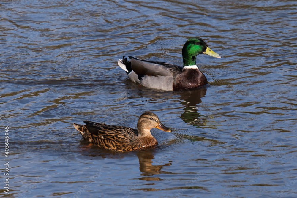 Obraz premium Mallard (Anas platyrhynchos), Lagan River, Belfast, Northern Ireland, UK