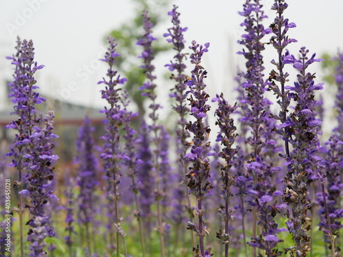 Selective focus of beautiful purple lavender, Lavandula, flowers photo