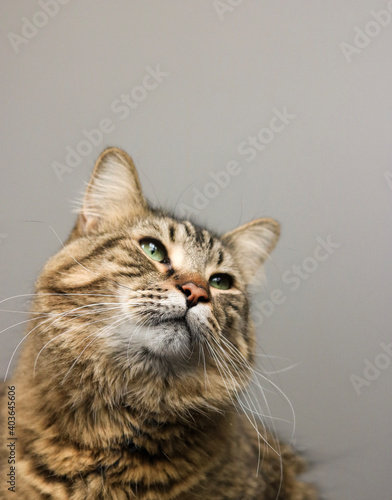 portrait of a cat