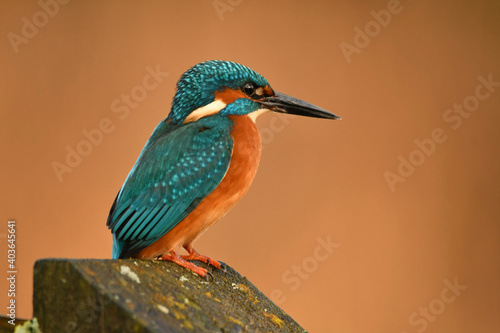 Kingfisher bird perched on the branch