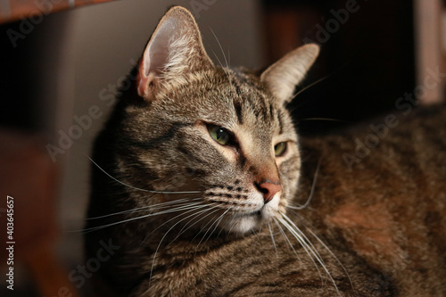 portrait of a cat