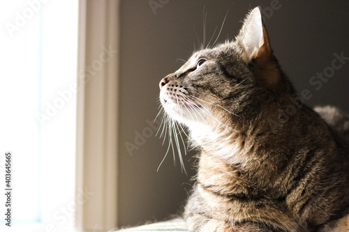 portrait of a cat