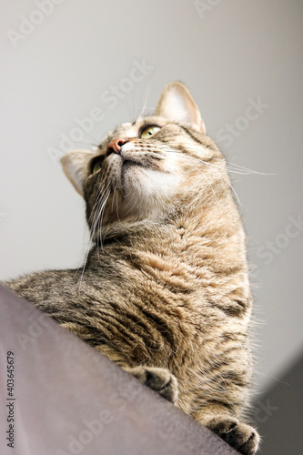 portrait of a cat