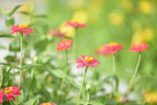 Close up colorful flower bed in a park © tharathip