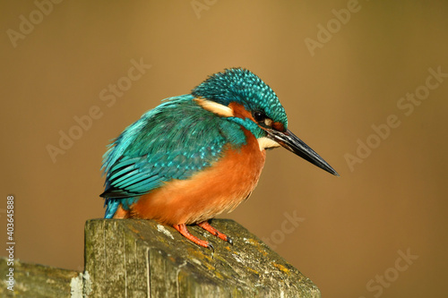 Kingfisher bird perched on the branch © Maciej