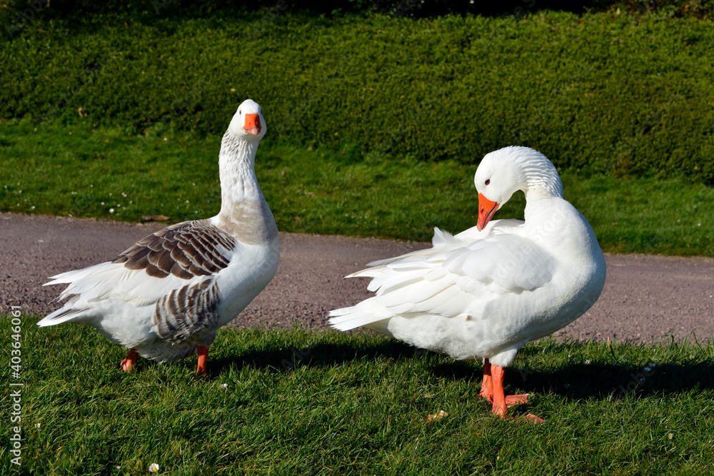 Obraz premium Two geese (Anser anser domesticus), one white and one gray, walking on grass