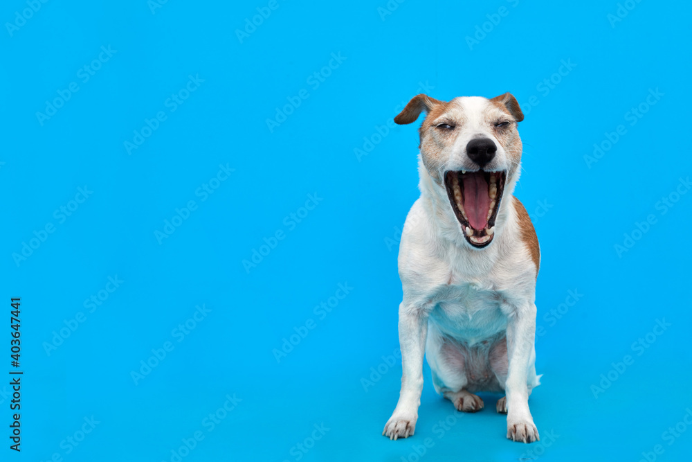 Adorable Jack Russell Terrier dog yawning sweetly with closed eyes on bright blue background in studio