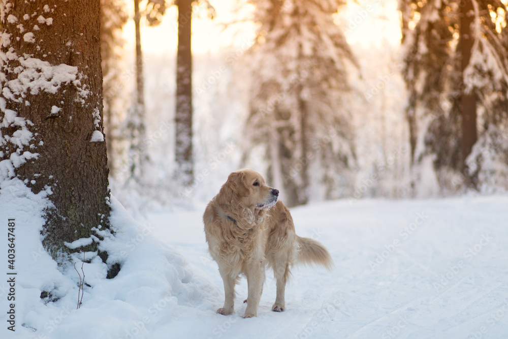 Walk with your dog in the forest in winter. Golden retriever. Walk with your dog in the forest in winter. Golden retriever.