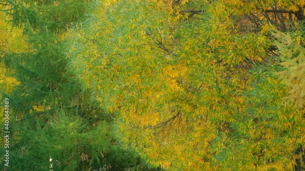 Beautiful huge tree in park. Green, yellow and orange leaves on branches of trees and pines in autumn season. Natural background with fall colours. Beautiful huge tree in park. Green, yellow and orange leaves on branches of trees and pines in autumn season. Natural background with fall colours.