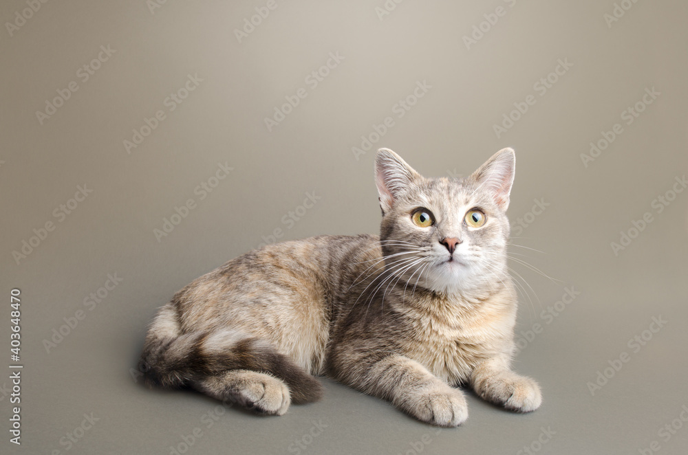 A cute striped tabby gray female shorthaired cat lies on a gray-beige background. Animal portrait. Pet curious looking. Place for text. Copy space A cute striped tabby gray female shorthaired cat lies on a gray-beige background. Animal portrait. Pet curious looking. Place for text. Copy space