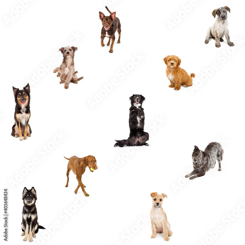 Ten Cute Dogs on White Repeating Pattern