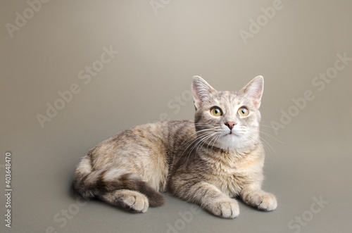 A cute striped tabby gray female shorthaired cat lies on a gray-beige background. Animal portrait. Pet curious looking. Place for text. Copy space
