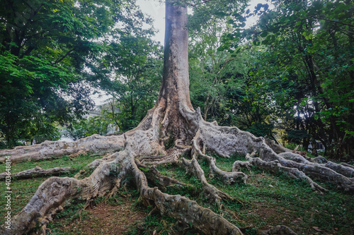 Fotografi Buttress Roots in Bogor Botanical Garden