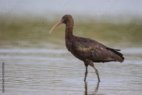 Ibis