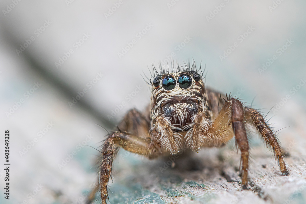 Saltarina Saltarina