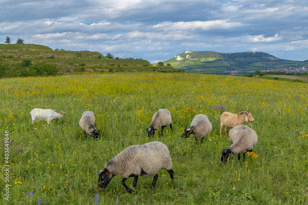 Obraz premium sheep in spring landscape near Dolni Dunajovice, Palava region, South Moravia, Czech Republic