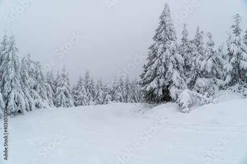 Beautiful winter landscape during snow storm. Snowstorm in the mountains at winter time with snowy spruces and fog in europe. Winter wonderland with fir trees. greetings concept with snowfall