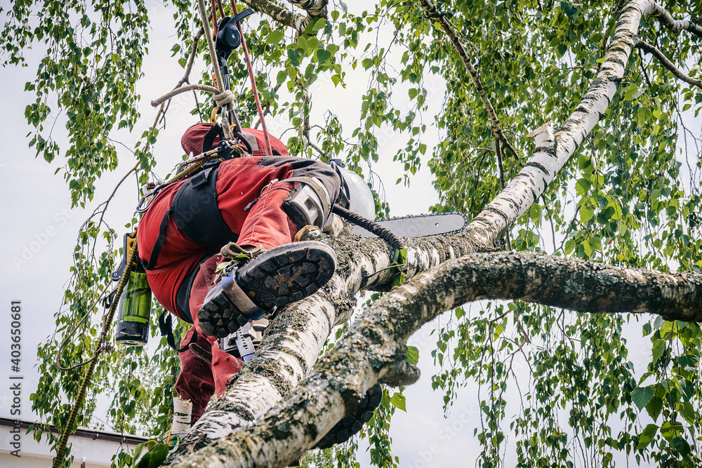 Fototapeta premium Arborist cuts branches on a tree with a chainsaw, suspended on a cable.