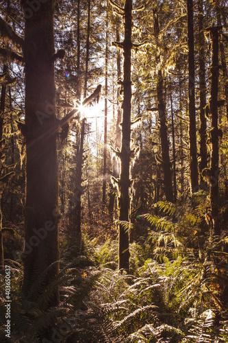 sunlight shining through the trees 