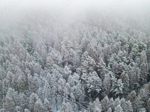 Snow covered trees in a german forest