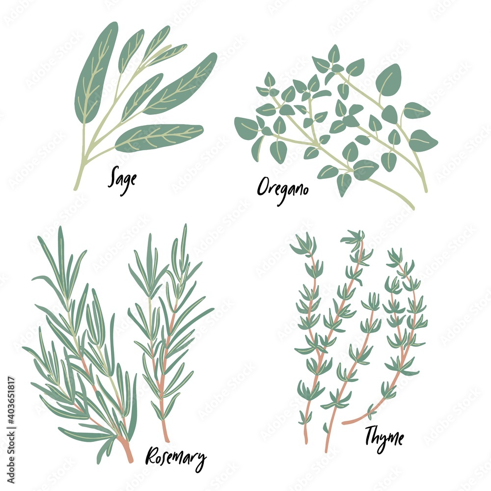 Fresh green culinary and medicinal Mediterranean herbs set isolated on white background. Thyme, sage, rosemary twigs, oregano. Vector food design elements for kitchen, packaging, prints, postcards