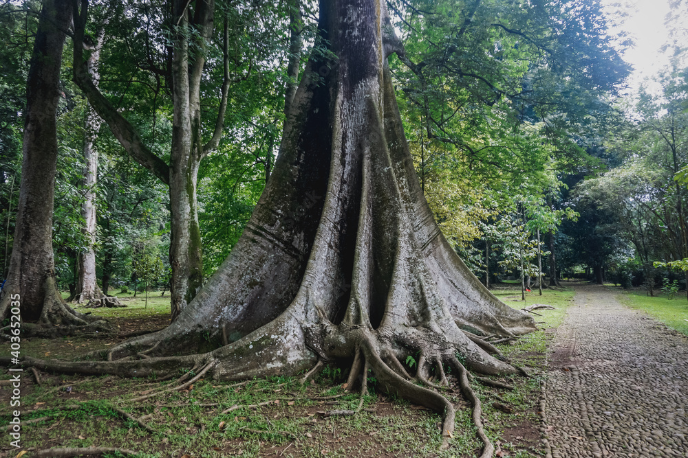 Fototapeta premium Buttress Roots in Bogor Botanical Garden