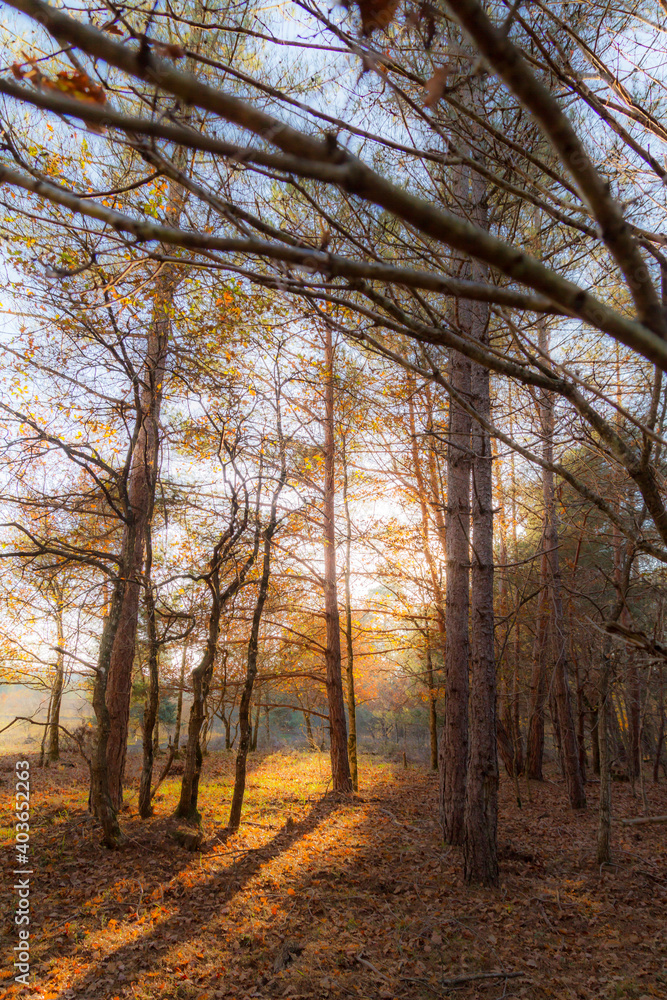 Fototapeta premium autumn in the forest