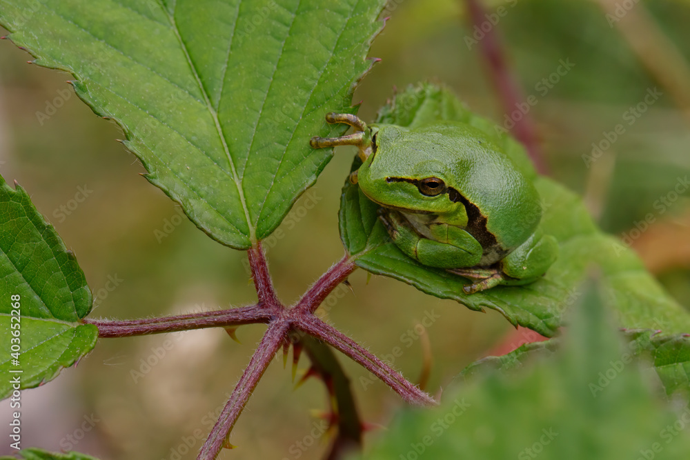 European Tree Frog (Hyla arborea) sitting on a Bramble (Rubus sp.) bush in the forest in Noord Brabant in the Netherlands European Tree Frog (Hyla arborea) sitting on a Bramble (Rubus sp.) bush in the forest in Noord Brabant in the Netherlands