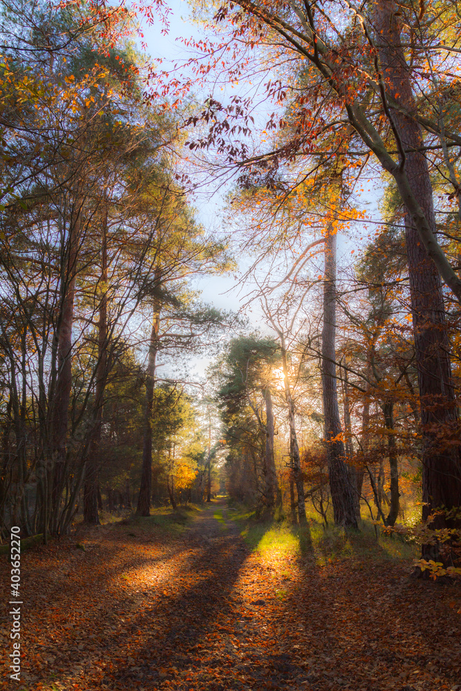 Fototapeta premium autumn in the forest
