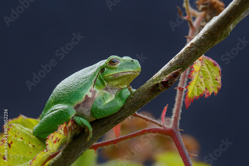 European Tree Frog (Hyla arborea) sitting on a Bramble (Rubus sp.) bush in the forest in Noord Brabant in the Netherlands