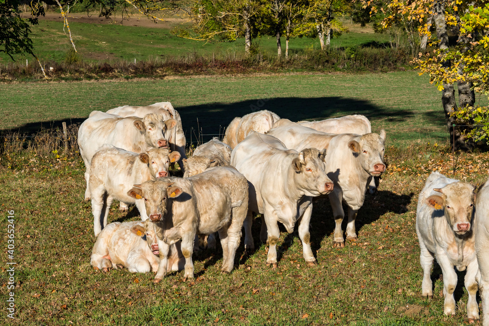 French countryside. Cows near of La Chapelle en Vercor. Val de Drome, France