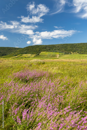 Blooming meadow in Tokaj region, Northern Hungary © Richard Semik