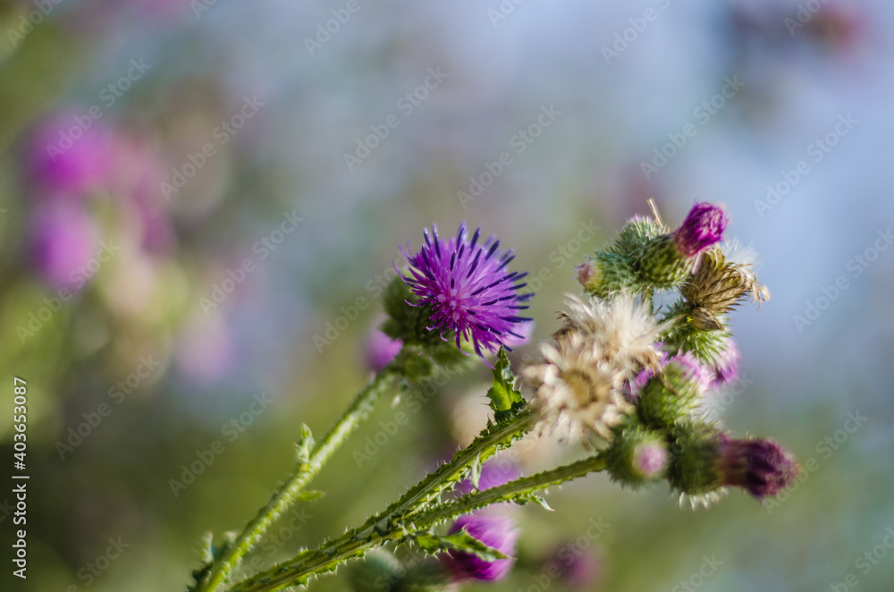 flower flower